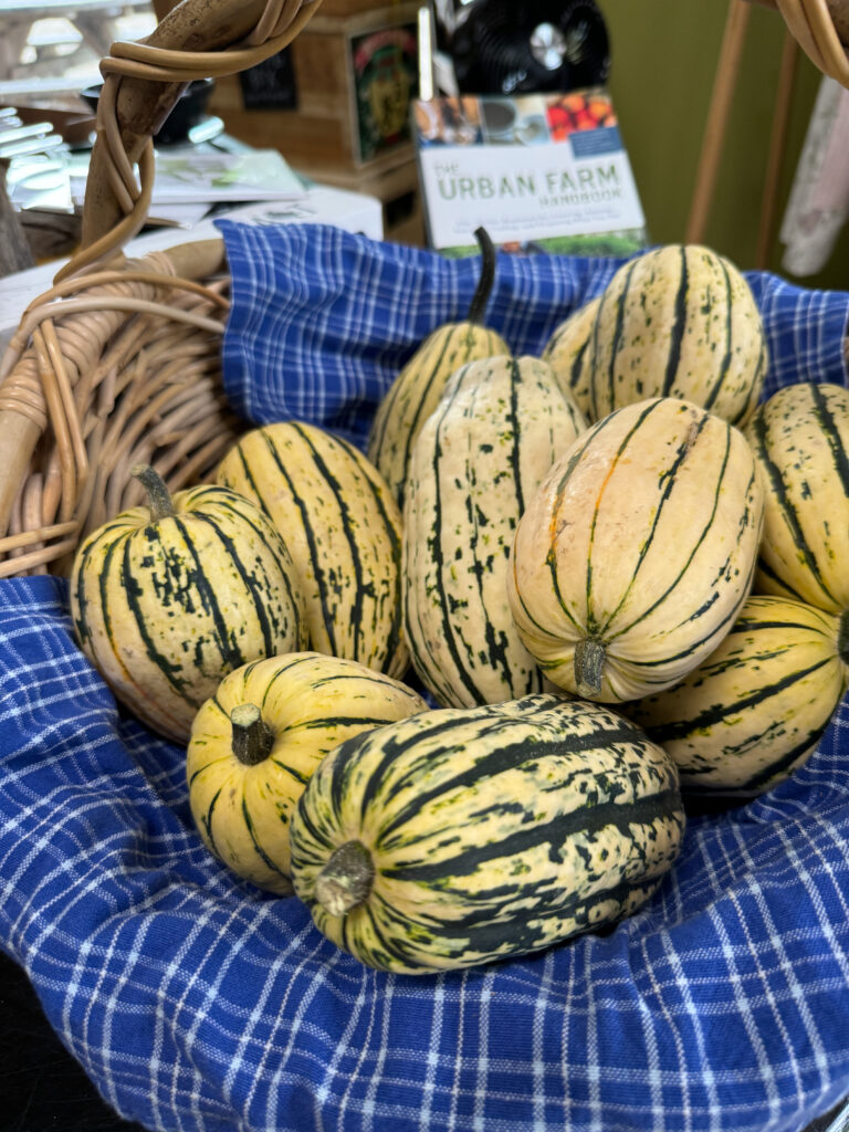 Whole delicata squash in a basket