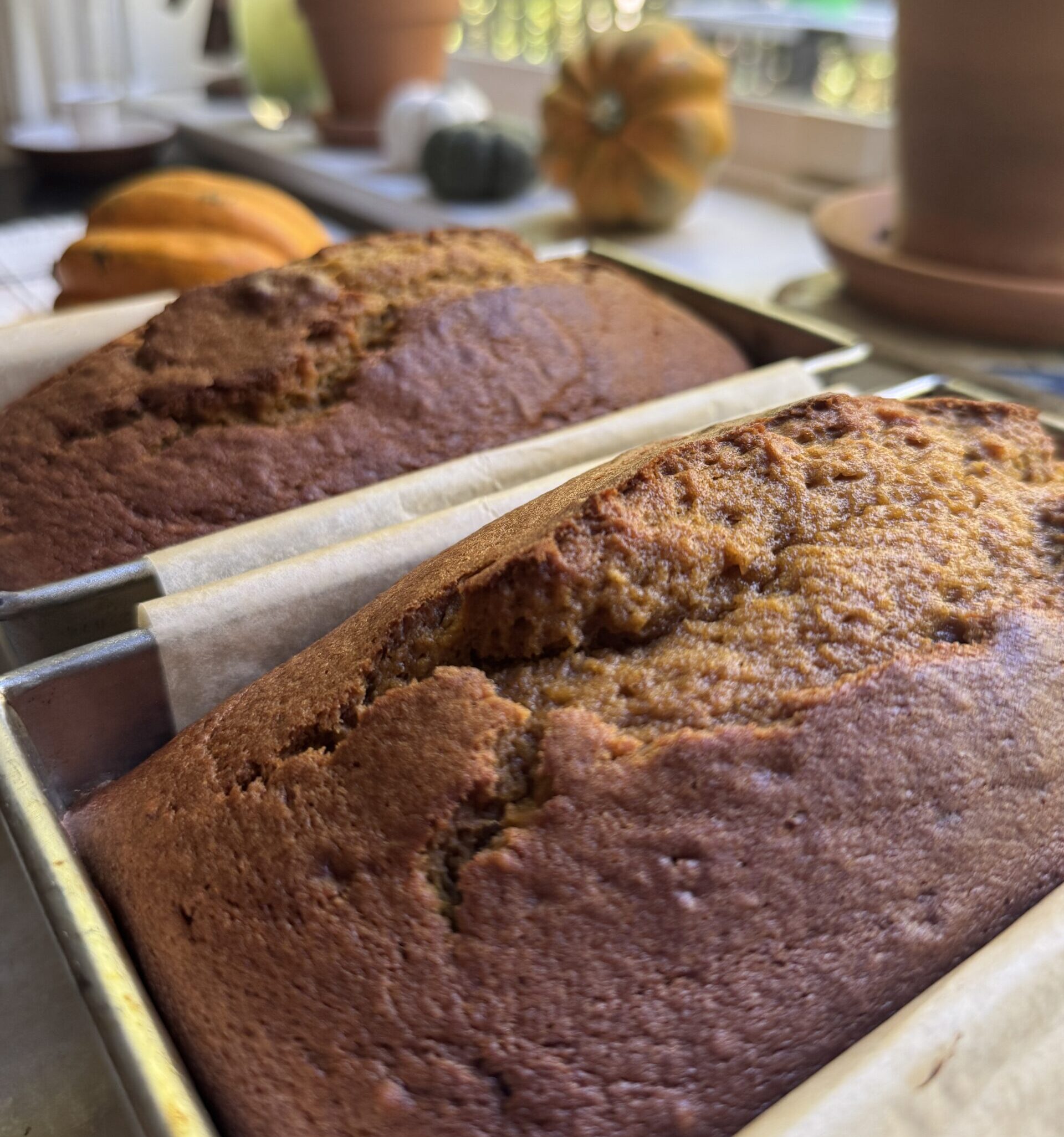 Fresh pumpkin bread loaves, still in the pan.