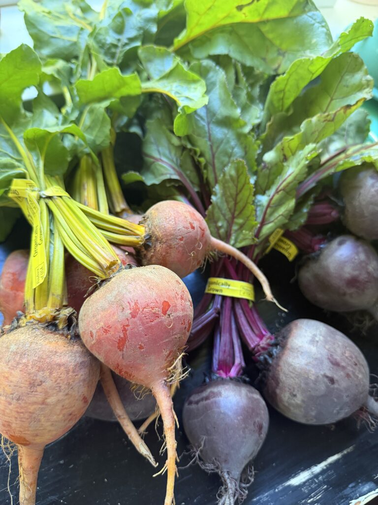 Raw bundles of golden and red beets for comparison
