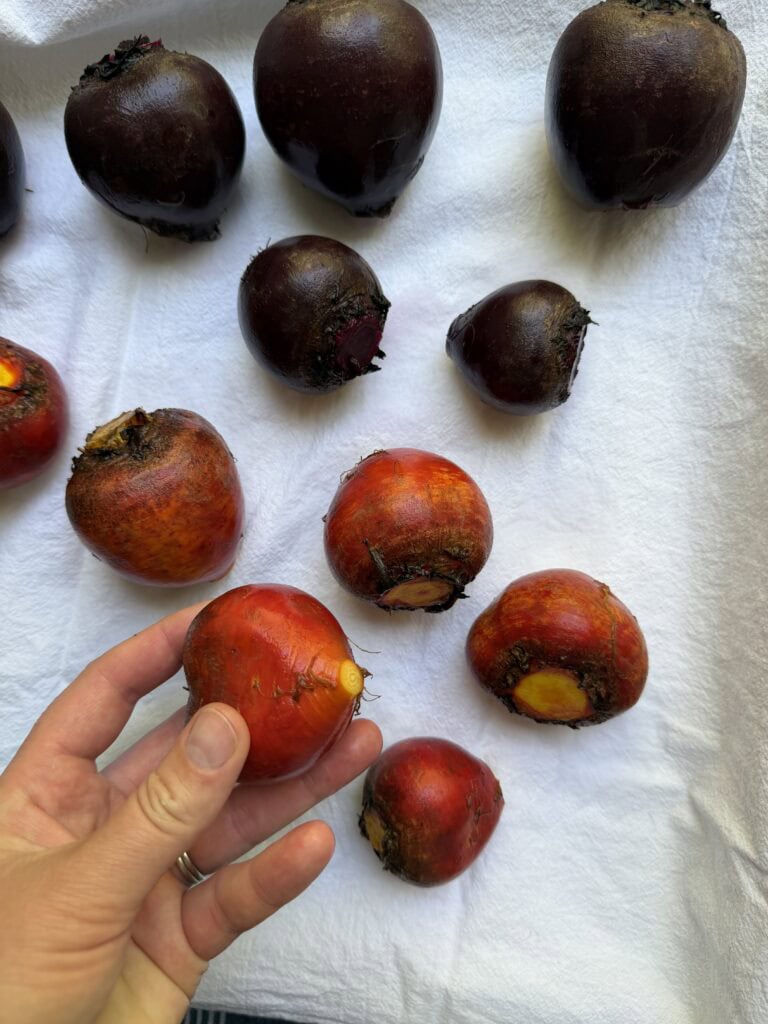 Red and golden beets prepped for roasting with chef's hand