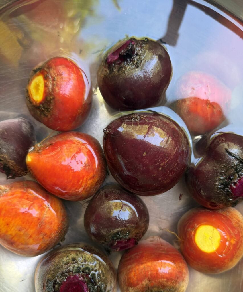 Red and golden beets rinsing in a bowl of water for roasted beets